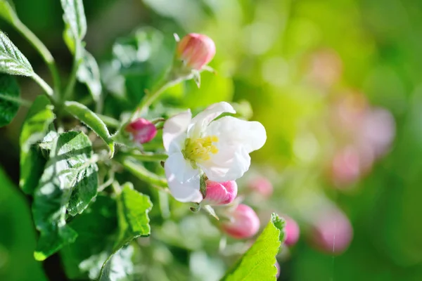 Flores de manzana al sol sobre el fondo natural —  Fotos de Stock