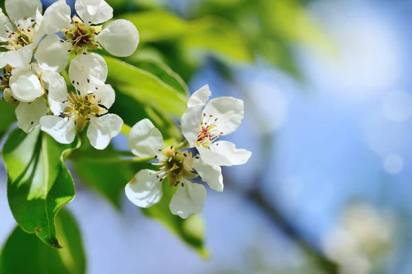 Цветы расцветают на грушевой ветви против голубого неба — стоковое фото
