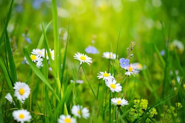 Närbild av Daisy i trädgården. Bellis perennis — Stockfoto