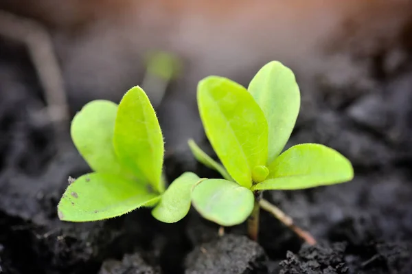 Jonge ontkiemen in de tuin in het voorjaar. Selectieve aandacht — Stockfoto