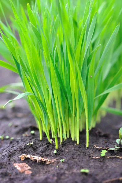 Jonge groene scheuten van tarwe aan het begin van hun groei, landbouw — Stockfoto