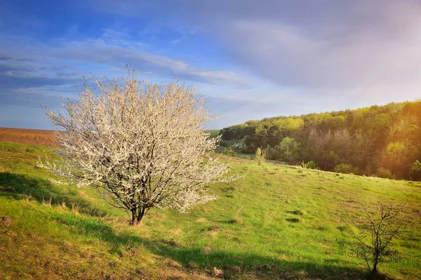 Enkele bloeiende boom in het voorjaar. Lente landschap. — Stockfoto