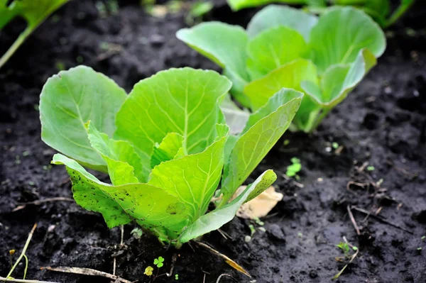 Young cabbage growing in the field. Cabbage seedlings in the garden, selective focus, blur. — Stock Photo, Image