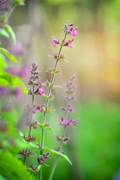 To jest Stachys sylvatica, z rodziny Lamiaceae — Zdjęcie stockowe