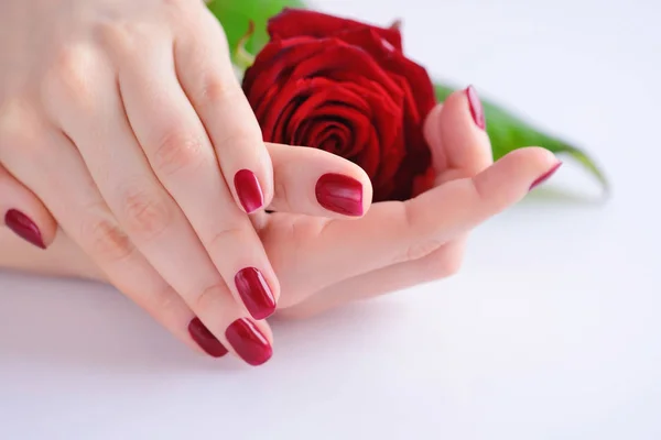 Manos de una mujer con manicura roja con rosa roja sobre fondo blanco — Foto de Stock