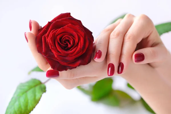 与红色的指甲油，白色背景上的红玫瑰用一个女人的手 — 图库照片