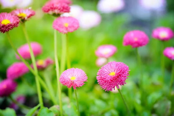 Belles fleurs de marguerite, en plein air — Photo