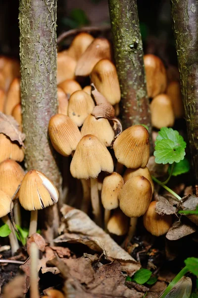 Coprinus micaceus houby (Coprinus atramentarius), zblízka — Stock fotografie