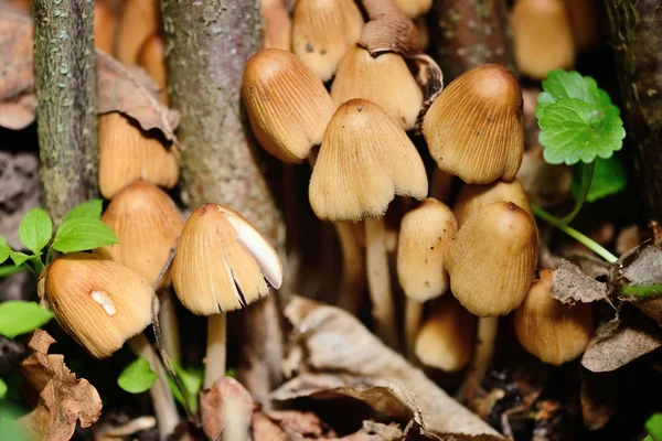 Coprinus micaceus mantar (Coprinus atramentarius), yakın çekim — Stok fotoğraf