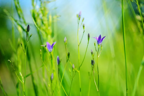 Květiny na zvonek (Campanula rozkladitá) v zelené trávě. Selektivní fokus, rozostřené pozadí. — Stock fotografie