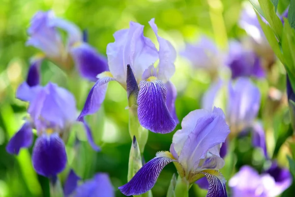 Blue Iris (Iris L.) in the green grass — Stock Photo, Image