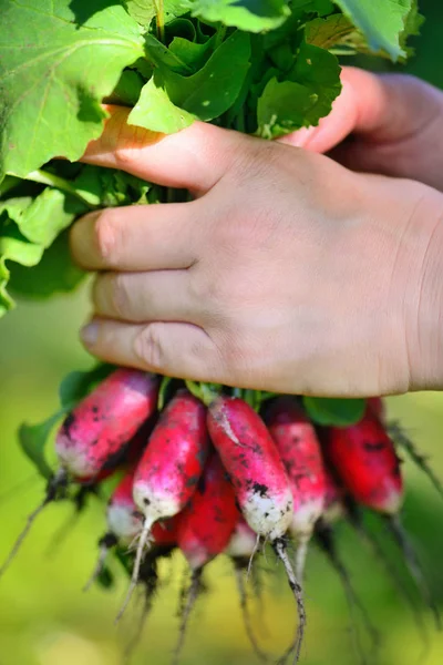 Radis bio frais avec dessus et feuilles vertes dans les mains de la femme — Photo