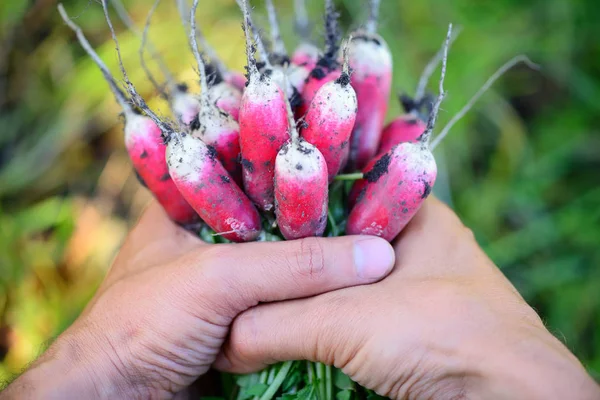 Frische Bio-Radieschen mit Spitzen und grünen Blättern in den Händen des Landwirts — Stockfoto