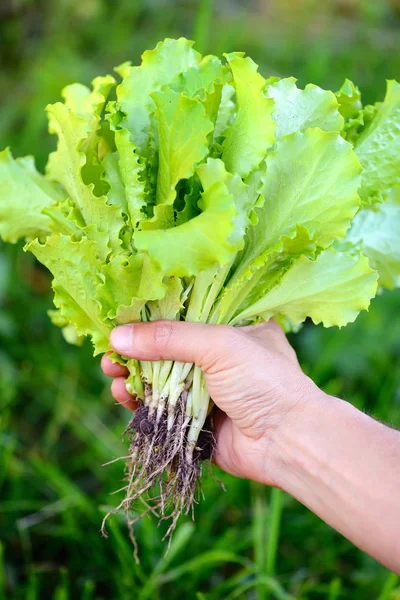 Salada fresca nas mãos do agricultor, colhendo salada fresca de horta — Fotografia de Stock