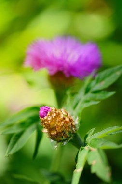 Bud peygamberçiçeği doğal zemin üzerine Close-Up