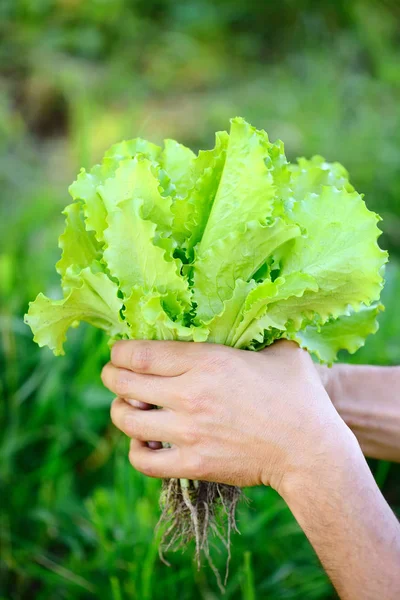 Salade fraîche dans les mains du fermier, cueillette de salade fraîche dans le potager — Photo