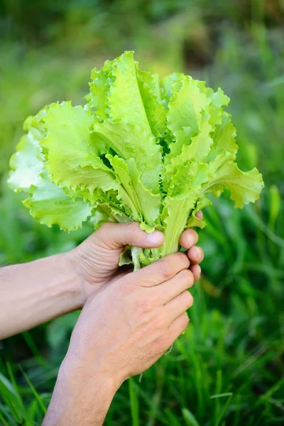 Vers salade in de handen van de boer, frisse salade plukken uit de moestuin — Stockfoto