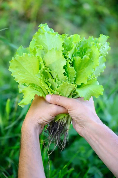 Свіжий салат в руках фермера, збираючи свіжий салат з овочевого саду — стокове фото