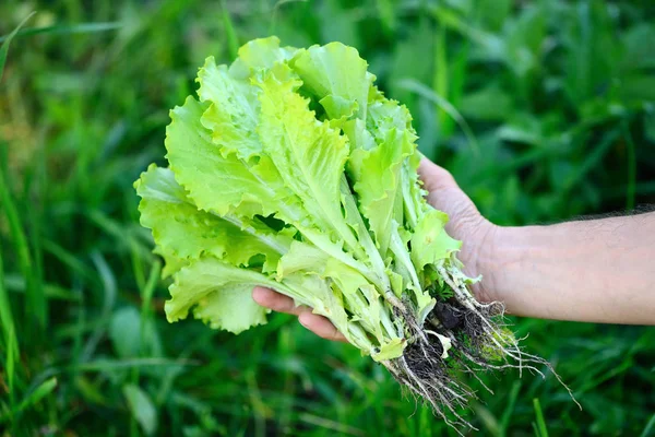 Świeże sałatki w rękach rolnika, zbierając świeże sałatki z ogrodu warzywnego — Zdjęcie stockowe