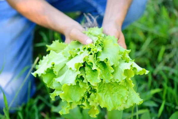 Salade fraîche dans les mains du fermier, cueillette de salade fraîche dans le potager — Photo