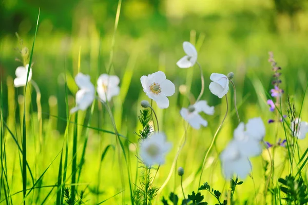 Białe kwiaty Zawilec (Anemone sylvestris) na polu — Zdjęcie stockowe