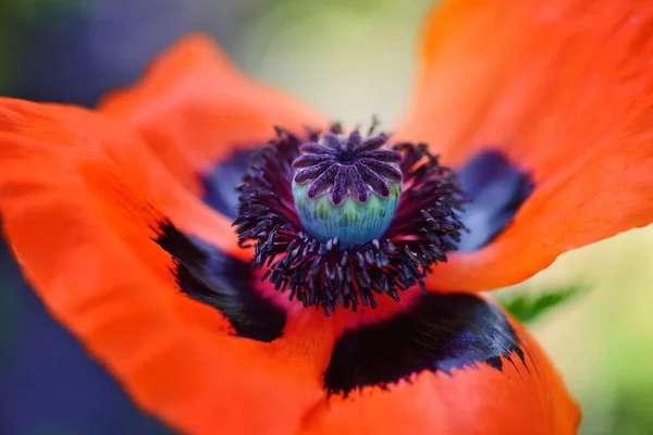 クローズ アップ咲く赤いケシの花。雄しべ、汚名、フィラメントと — ストック写真