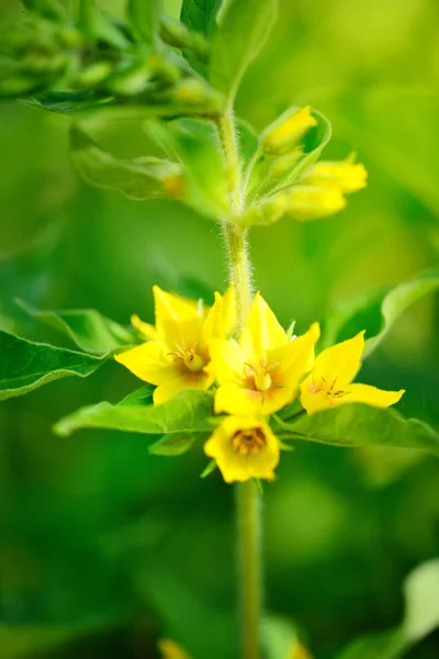 Lysimachia vulgaris wächst im Garten. Selektiver Fokus — Stockfoto