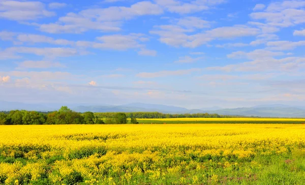 Field of rapeseed with beautiful clouds - plant for green energy — Stock Photo, Image
