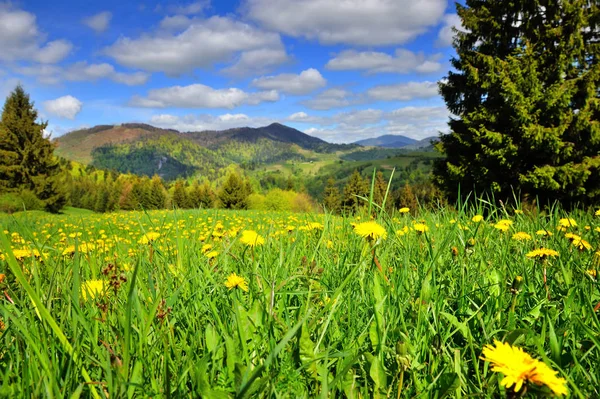 Paisaje escénico con flores de diente de león amarillo y montañas en el fondo — Foto de Stock