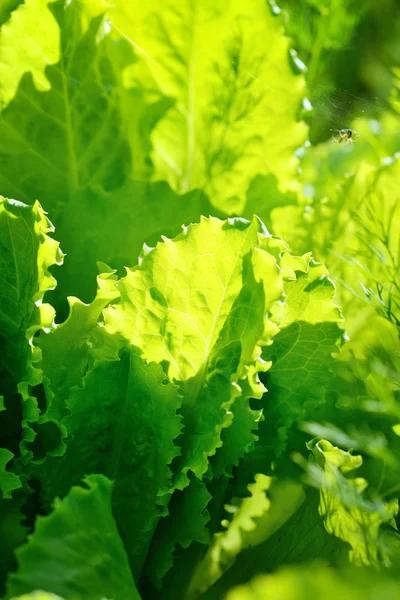 Свежий салат из салата на солнце, листья на заднем плане — стоковое фото