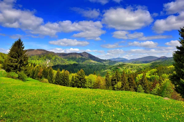 Paesaggio montano con erba fresca verde e denti di leone vicino alla foresta mista sul fianco della collina. Cielo blu con nuvole, giornata di sole . — Foto Stock