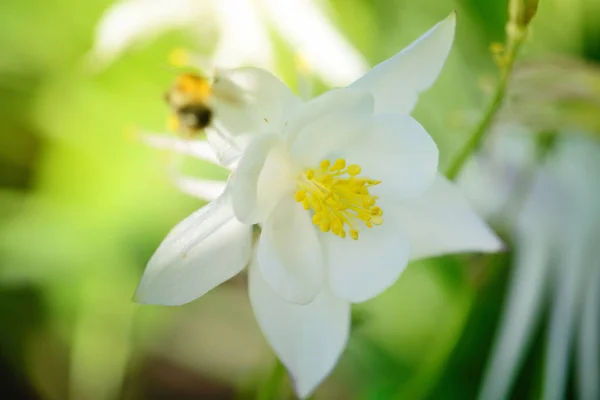 Güneş ışığı altında beyaz Columbine çiçek (Aquilegia) — Stok fotoğraf