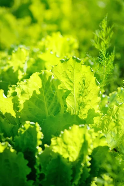 Verse sla salade in zonlicht, leaves achtergrond — Stockfoto