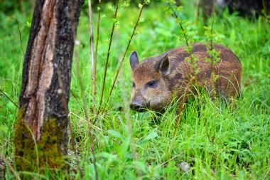 Bahar ormanda genç yaban domuzu