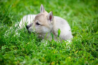 Çimlerde uzanmış güzel bir Sibirya Laika köpek yavrusu