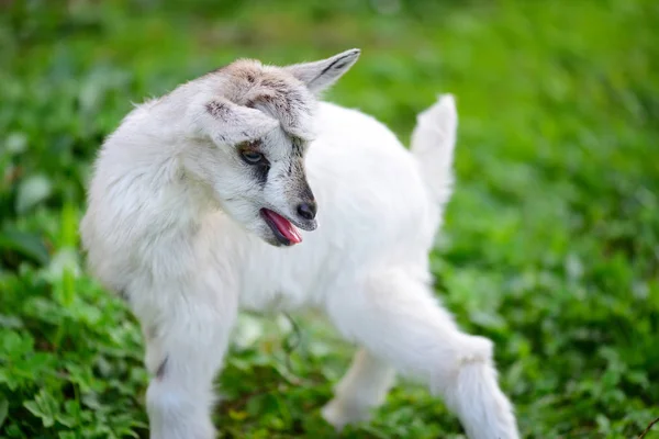 Chèvre bébé blanche debout sur la pelouse verte — Photo