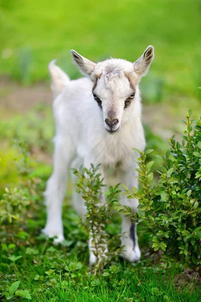 Chèvre bébé blanche debout sur la pelouse verte — Photo