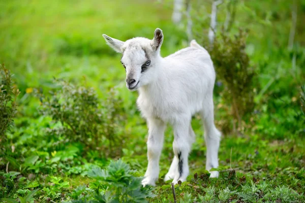 Weiße Ziegenbabys stehen auf grünem Rasen — Stockfoto