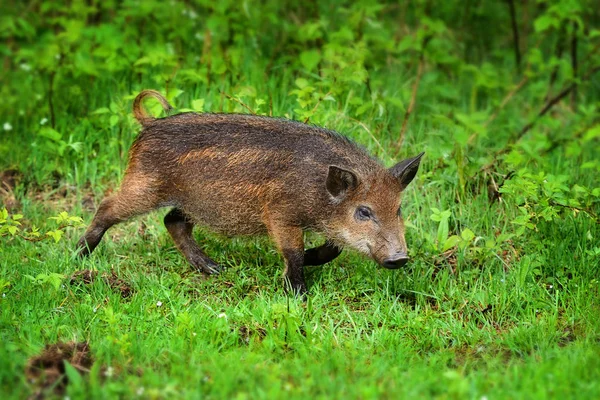 年轻的野猪，在草地上，面前一片森林 — 图库照片