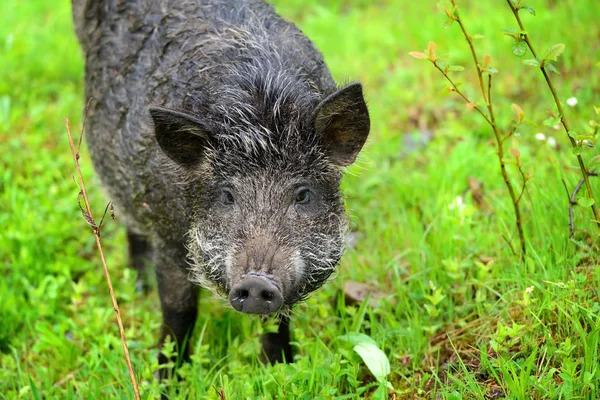 Wild boar in grass, before a forest — Stock Photo, Image