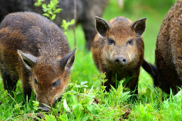 Young wild boars in the spring forest — Stock Photo, Image