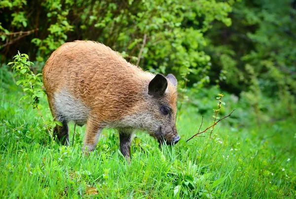 Young wild boar in grass, before a forest — Stock Photo, Image