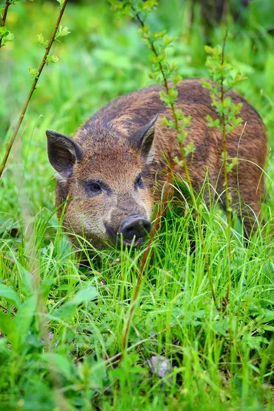 Babi hutan di rumput, di depan hutan — Stok Foto