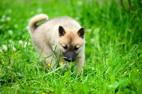 Un hermoso cachorro siberiano Laika en la hierba —  Fotos de Stock