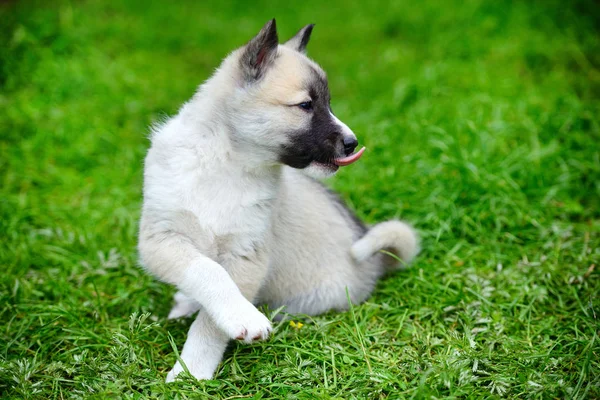 Güzel bir Sibirya Laika köpek yavrusu çimlerde oturuyor — Stok fotoğraf