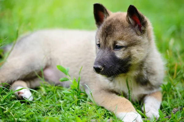 Portrait de mignon sibérien Laika couché sur l'herbe — Photo