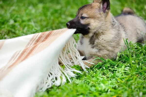 Красивый сибирский щенок Лаппи играет на траве — стоковое фото