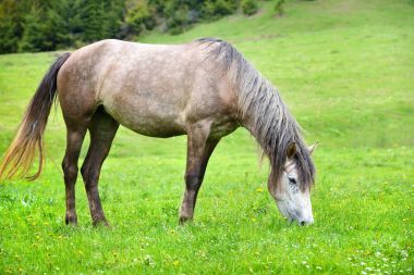 Gri atı yaz mera otlatma