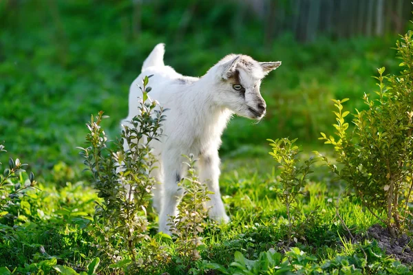 Cabra bebê branco em pé no gramado verde em um dia ensolarado — Fotografia de Stock