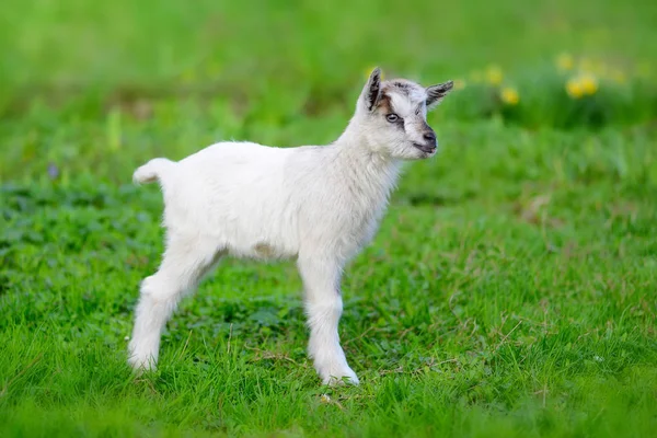 แพะทารกสีขาวยืนบนสนามหญ้าสีเขียว — ภาพถ่ายสต็อก